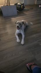 Found/Stray Male Dog last seen Holly Grove rd, Lexington, NC 27292