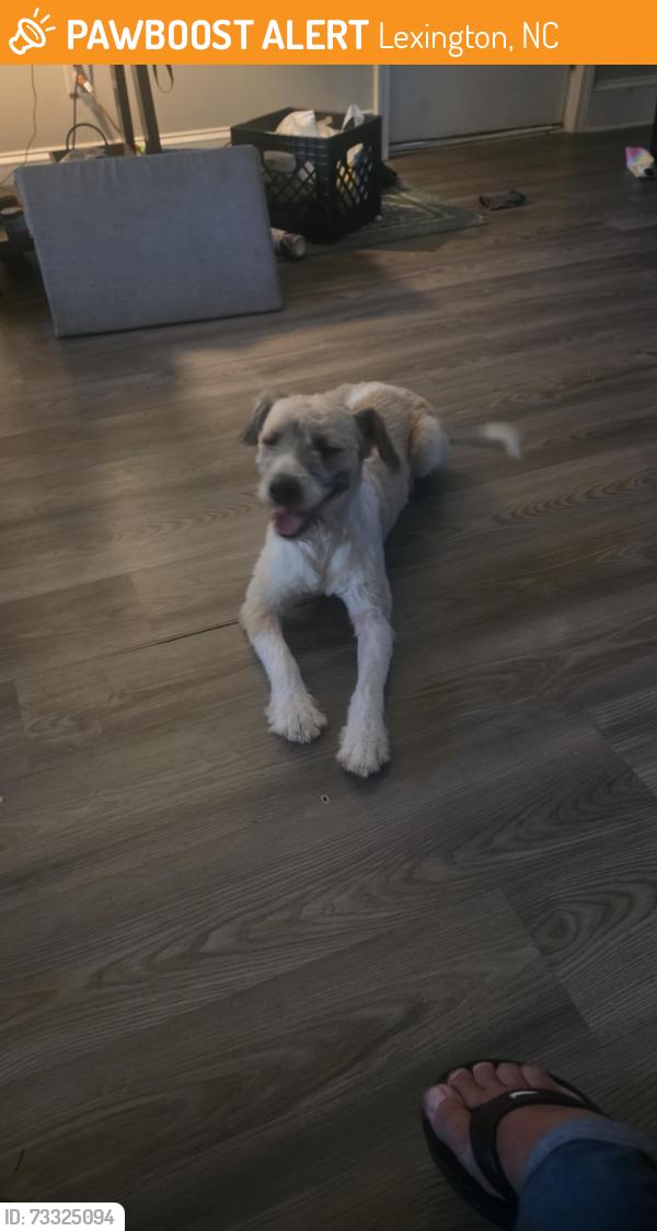Found/Stray Male Dog last seen Holly Grove rd, Lexington, NC 27292