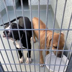 Shelter Stray Male Dog last seen , 12910 Yukon Ave, Hawthorne, CA 90250, USA
