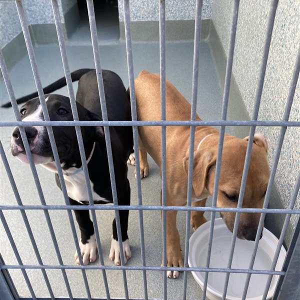 Shelter Stray Male Dog last seen , 12910 Yukon Ave, Hawthorne, CA 90250, USA