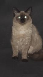 Reunited Male Cat last seen Near langer rd deanside, Deanside, VIC 3336