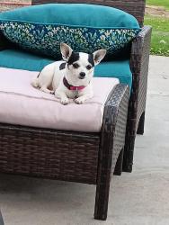 Lost Female Dog last seen Near w Livingston, Pasco, WA 99301