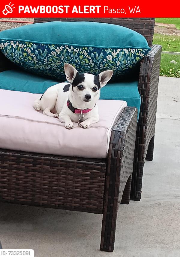 Lost Female Dog last seen Near w Livingston, Pasco, WA 99301