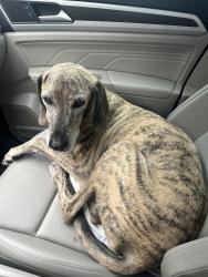 Found/Stray Male Dog last seen Near Chestnut Ridge Rd, Houston, TX 77339