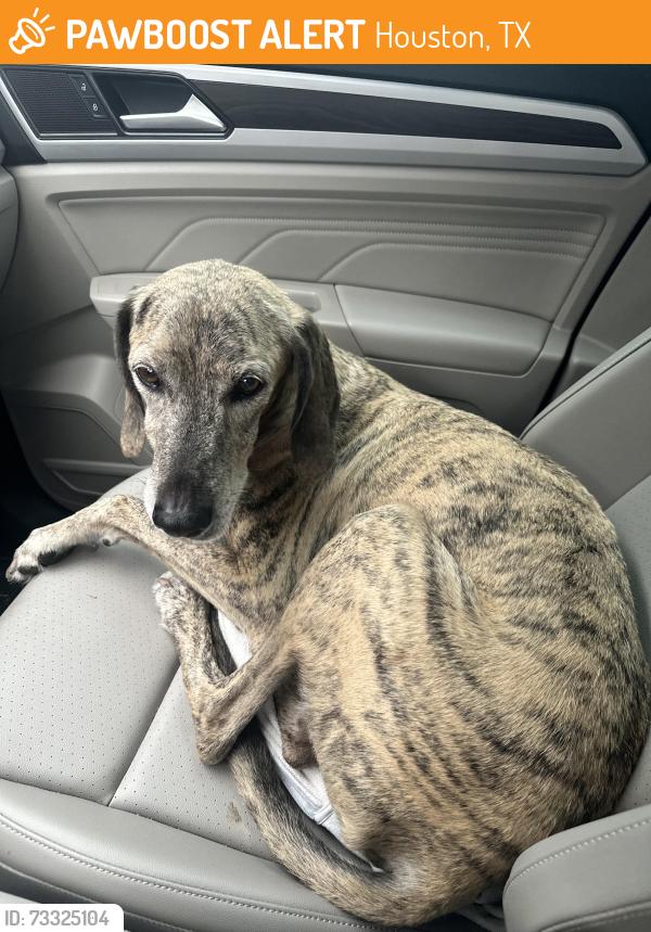 Found/Stray Male Dog last seen Near Chestnut Ridge Rd, Houston, TX 77339