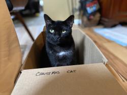 Lost Male Cat last seen Hermes and Hinde, Covington, KY 41011