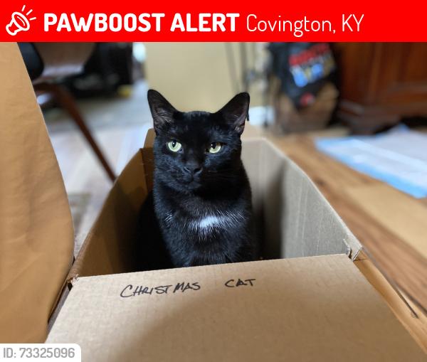 Lost Male Cat last seen Hermes and Hinde, Covington, KY 41011