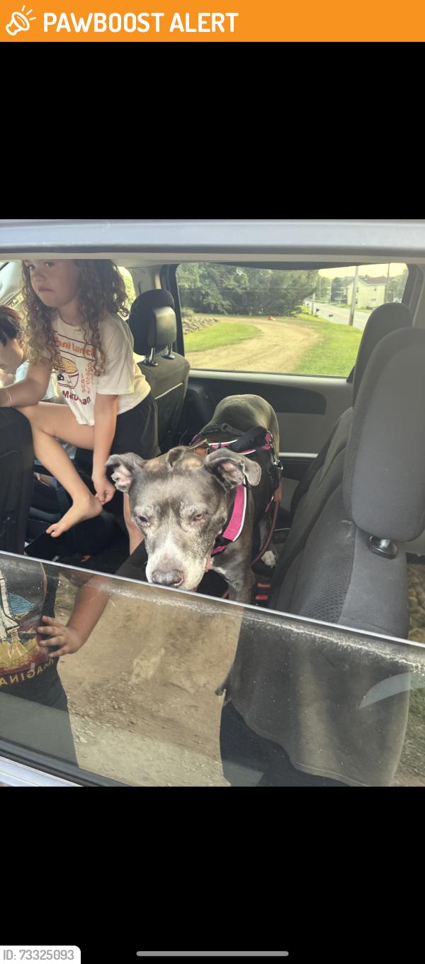 Found/Stray Female Dog last seen Burgess Field Road/ 857 Uniontown PA, Georges Township, PA 15401
