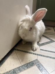 Found/Stray Unknown Rabbit last seen Hillcrest and strong, Riverside, CA 92501