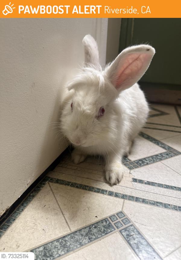 Found/Stray Unknown Rabbit last seen Hillcrest and strong, Riverside, CA 92501