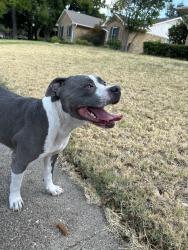Found/Stray Female Dog last seen Timberleaf Park, Dallas, TX 75243