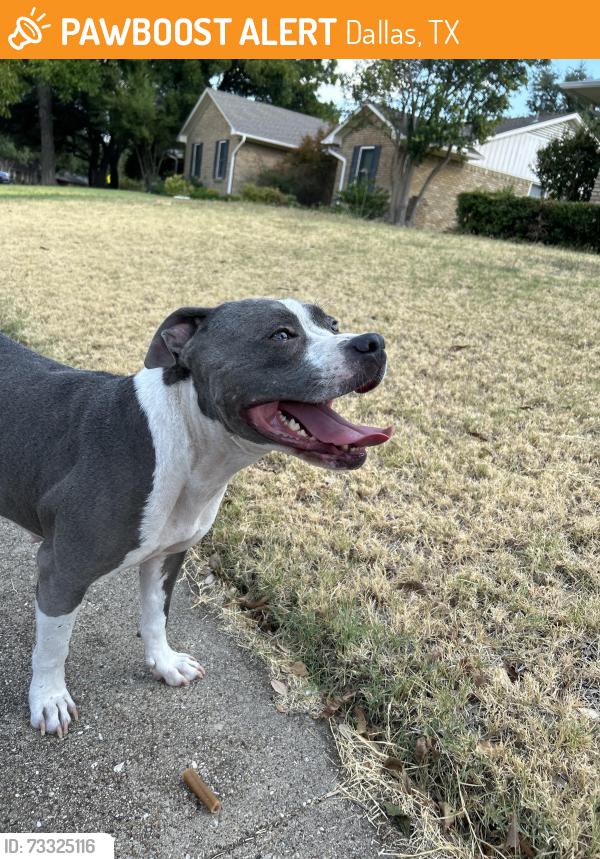 Found/Stray Female Dog last seen Timberleaf Park, Dallas, TX 75243