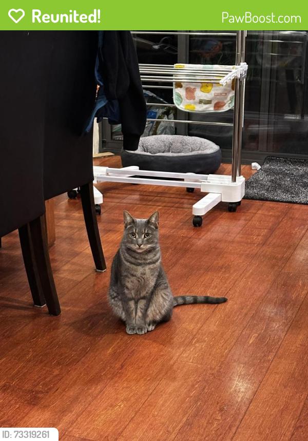 Reunited Male Cat last seen 3rd floor, Homebush, NSW 2140