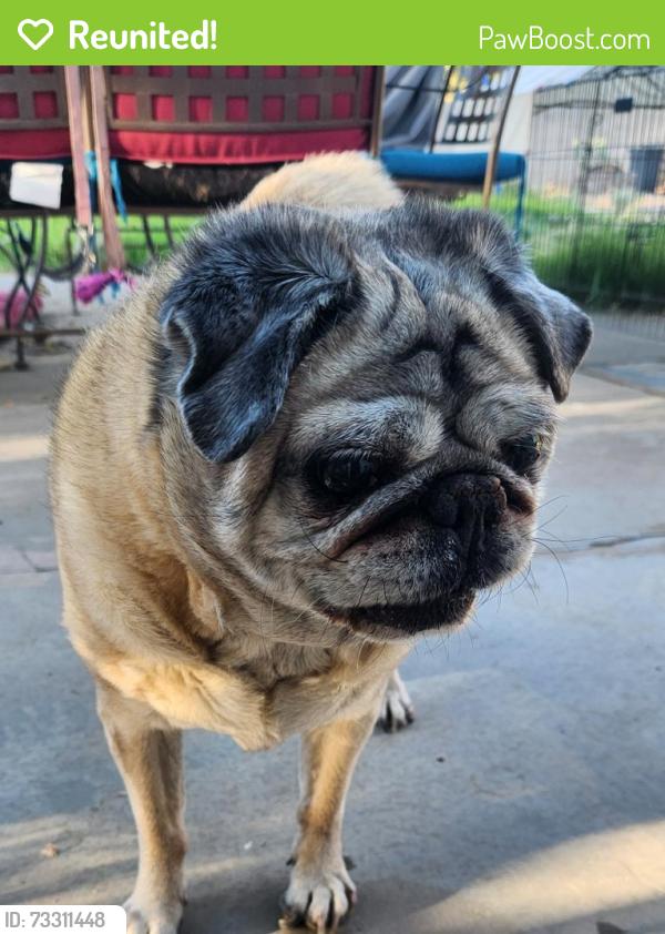 Reunited Unknown Dog last seen Buenos Aires & Whiteman, Albuquerque, NM 87120
