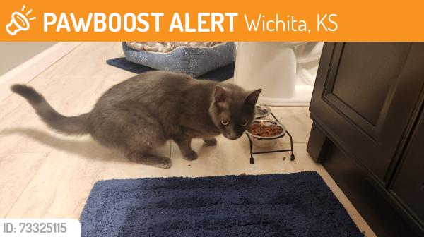 Found/Stray Female Cat last seen 21st and Maize, Wichita, KS 67205