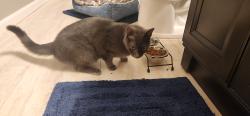 Found/Stray Female Cat last seen 21st and Maize, Wichita, KS 67205