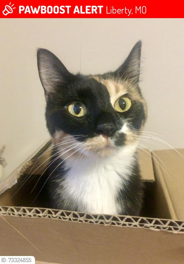 Lost Female Cat last seen Cherokee and middlebrook, Liberty, MO 64068