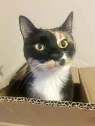 Lost Female Cat last seen Cherokee and middlebrook, Liberty, MO 64068