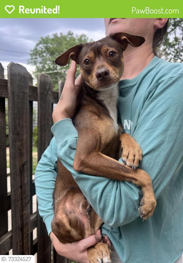Reunited Male Dog last seen Quitman & 49th, Denver, CO 80212