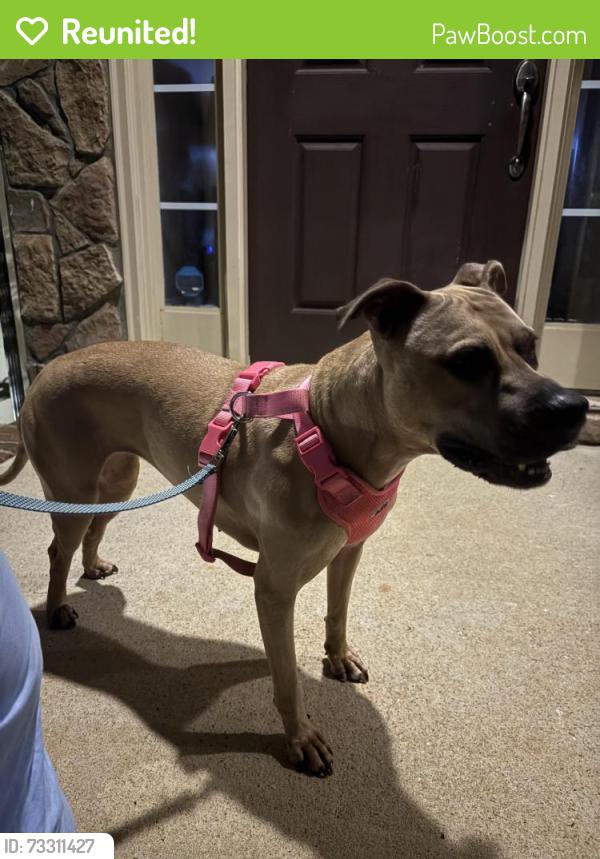 Reunited Female Dog last seen Holden road, Wake Forest, NC 27587