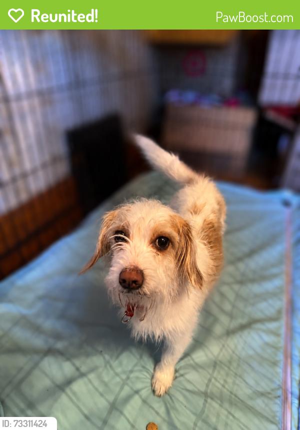 Reunited Male Dog last seen 73rd & Greenfield, West Allis, West Allis, WI 53219