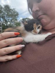 Lost Female Cat last seen Washington Ave Waynesboro, VA, Waynesboro, VA 22980