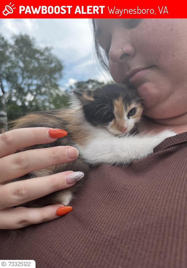 Lost Female Cat last seen Washington Ave Waynesboro, VA, Waynesboro, VA 22980