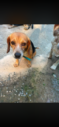 Lost Male Dog last seen South Plank Rd and Carbonton Road, Sanford, NC 28326