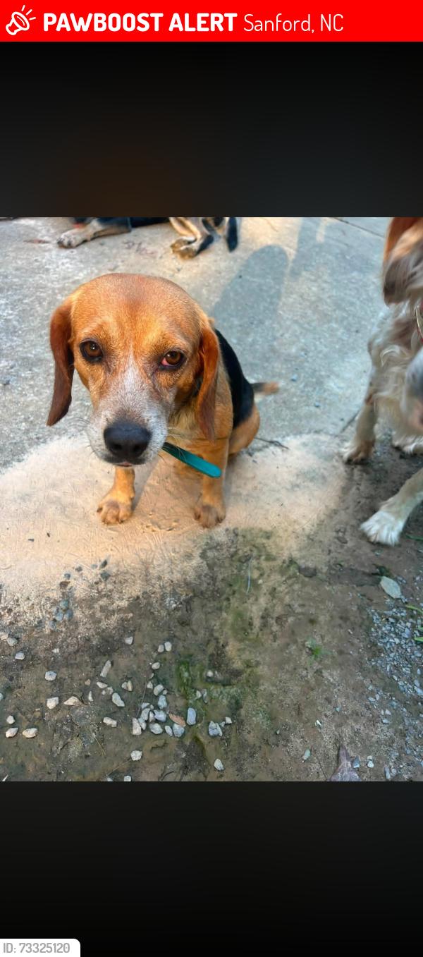 Lost Male Dog last seen South Plank Rd and Carbonton Road, Sanford, NC 28326