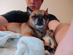 Reunited Male Dog last seen Lachine close to 1 avenue, Montreal, QC 