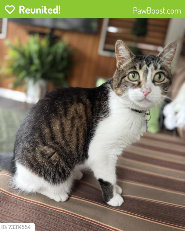 Reunited Female Cat last seen Ramona Blvd and Paramount Road, Markham, ON 