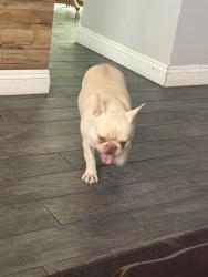 Found/Stray Female Dog last seen Dillon ave, North Las Vegas, NV 89030