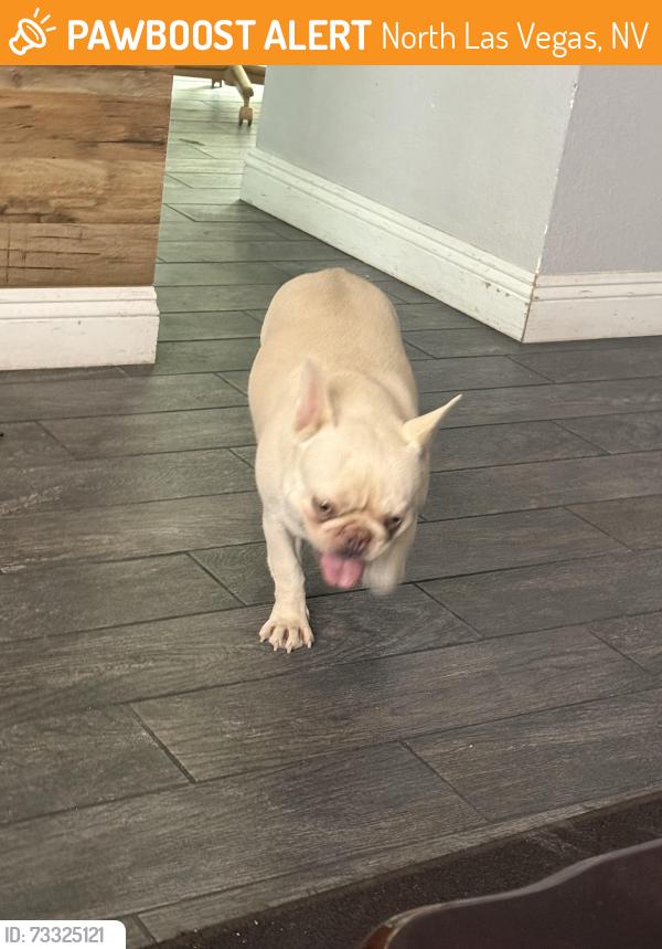 Found/Stray Female Dog last seen Dillon ave, North Las Vegas, NV 89030