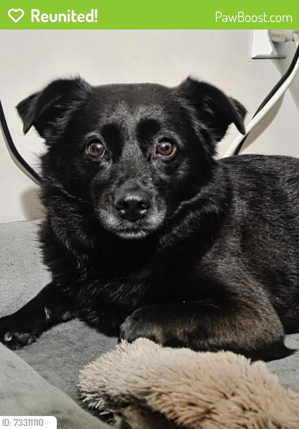 Reunited Female Dog last seen Mary Hill Bypass and Shaughnessy, Port Coquitlam, BC 