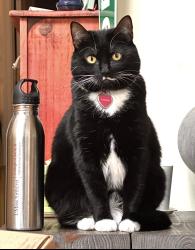 Lost Female Cat last seen Near walnut street, Philadelphia, PA 19139