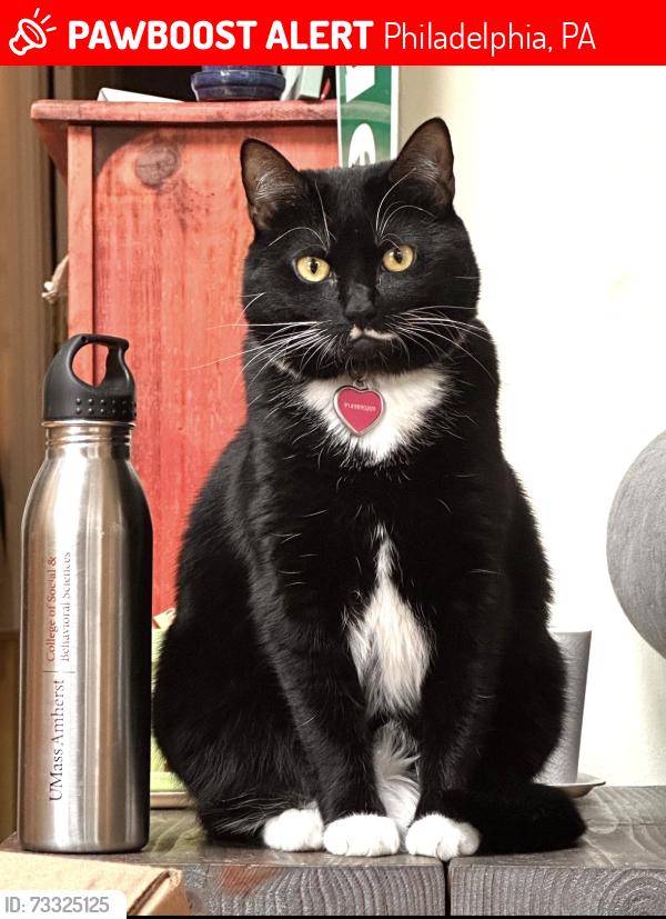 Lost Female Cat last seen Near walnut street, Philadelphia, PA 19139