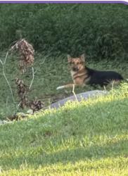Found/Stray Unknown Dog last seen West entrance of Stone Mountain park, Stone Mountain, GA 30083