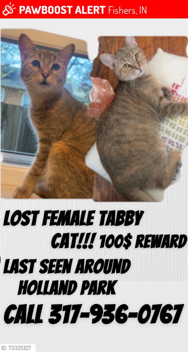 Lost Female Cat last seen 126th and lantern, Fishers, IN 46038