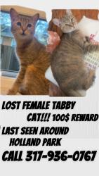 Lost Female Cat last seen 126th and lantern, Fishers, IN 46038