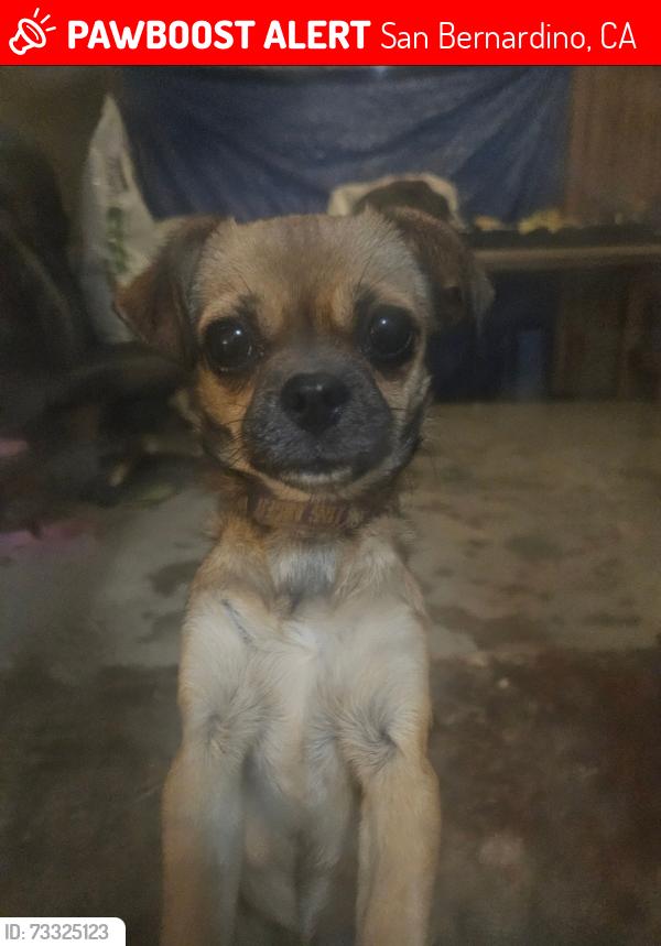 Lost Female Dog last seen Unknown, San Bernardino, CA 92405