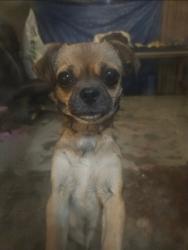 Lost Female Dog last seen Unknown, San Bernardino, CA 92405