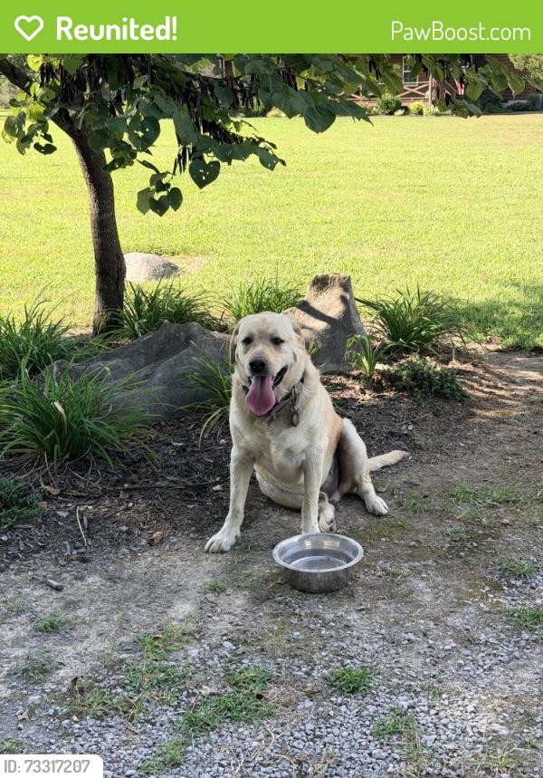 Reunited Male Dog last seen S. Rucker and Anne Rachel Ln, Rutherford County, TN 37037