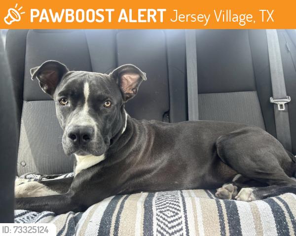 Found/Stray Male Dog last seen By building 14 of The Trails at Eldridge Pkwy, Jersey Village, TX 77065