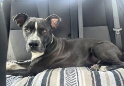 Found/Stray Male Dog last seen By building 14 of The Trails at Eldridge Pkwy, Jersey Village, TX 77065