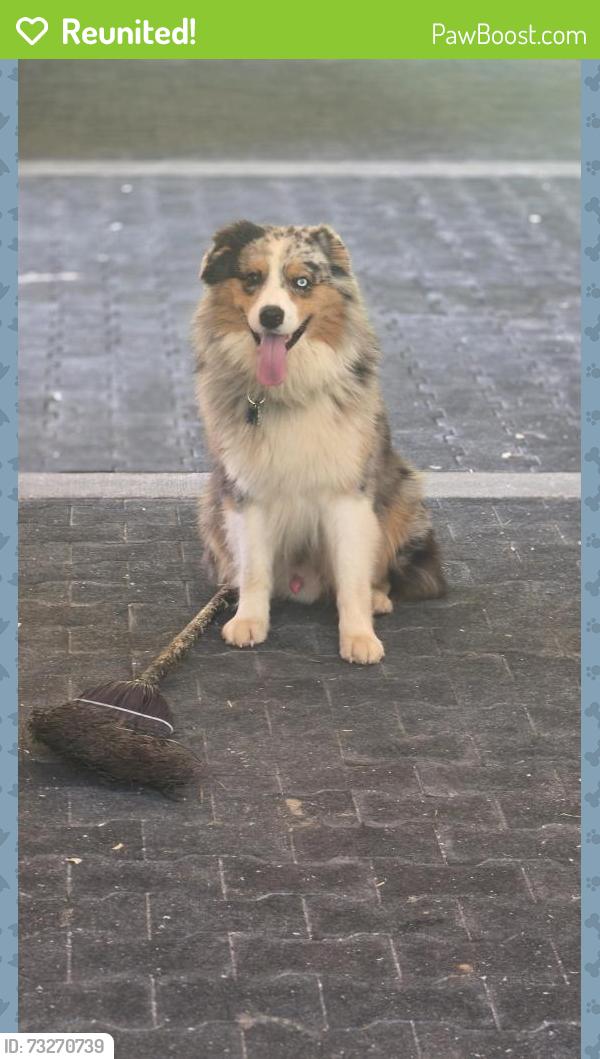 Reunited Male Dog last seen Near Palmer Road, Mill Spring, NC 28756
