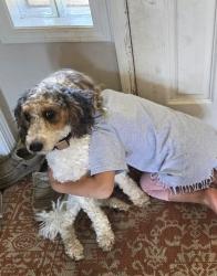Reunited Female Dog last seen 72nd and 179th/ john deer, Vancouver, WA 98686