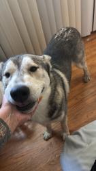 Reunited Male Dog last seen Acacia, Hemet, CA 92583