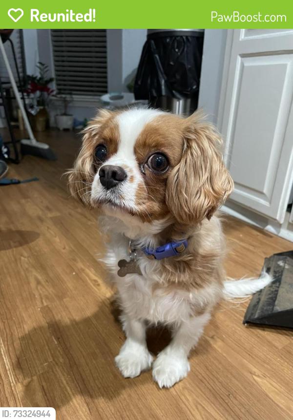 Reunited Male Dog last seen Leisure Park Elementary, Broken Arrow, OK 74011