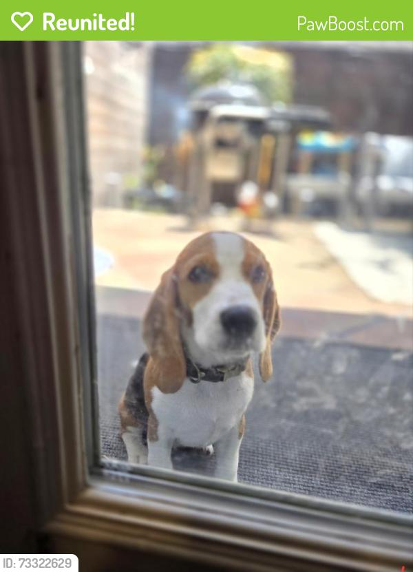 Reunited Female Dog last seen Pasadena and Burnett, Long Beach, CA 90806
