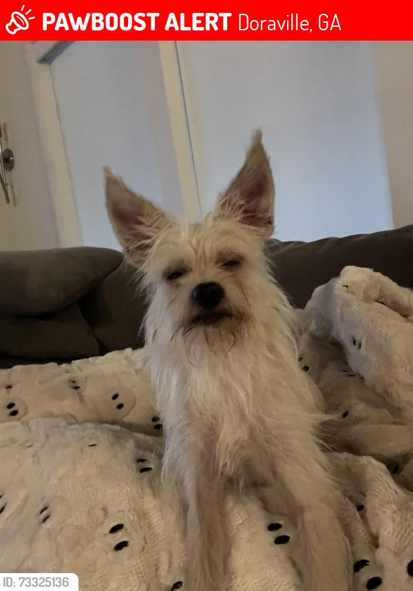 Lost Male Dog last seen McClave dr, Doraville, GA 30340